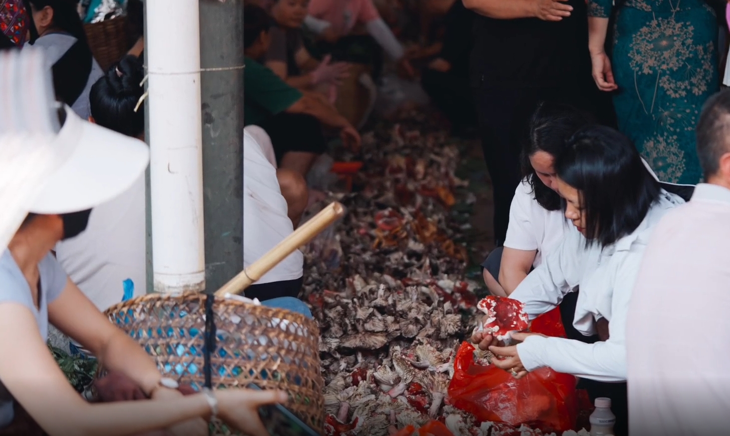 美好生活在云南｜西双版纳大批菌子争“鲜”上市